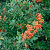 Pyracantha
